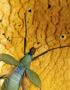 Treenymph